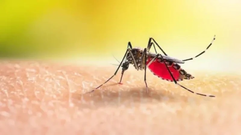 ডেঙ্গুতে দুইজনের মৃত্যু, নতুন আক্রান্ত ৩৯৬